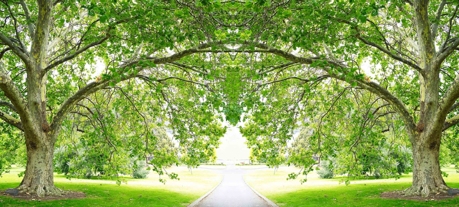 Laurie Victor Kay photo of arching trees over road Australia photograph