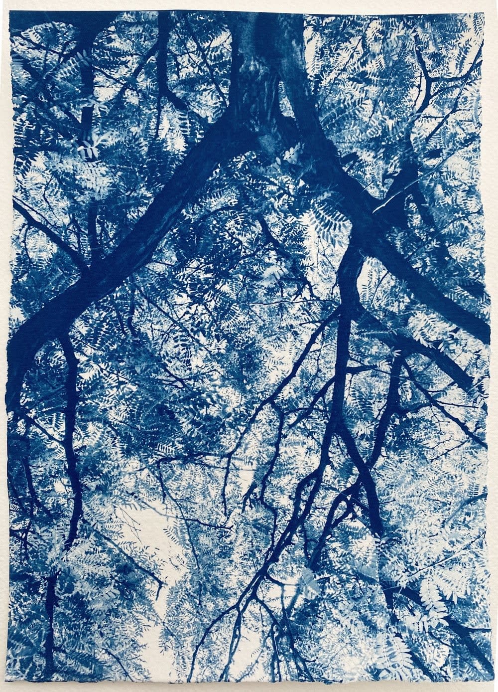 Cyanotype photograph by dora somosi from beneath tree blue and white