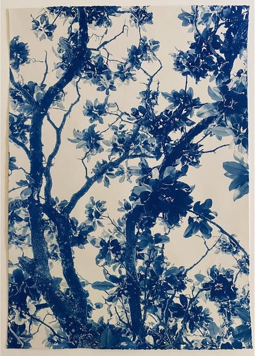 Dora somosi cyanotype tree photograph imogen cunningham