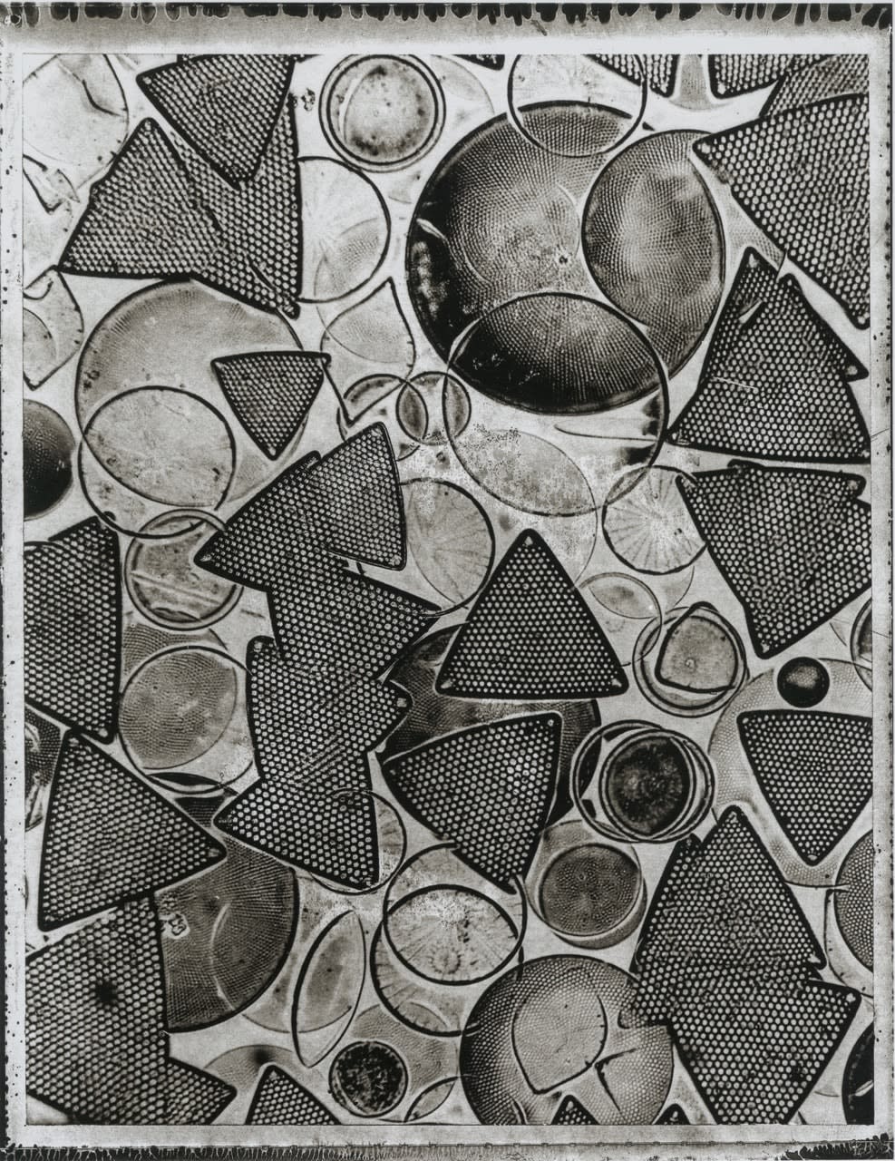 Handmade platinum print of Life on Earth by Jan C Schlegel