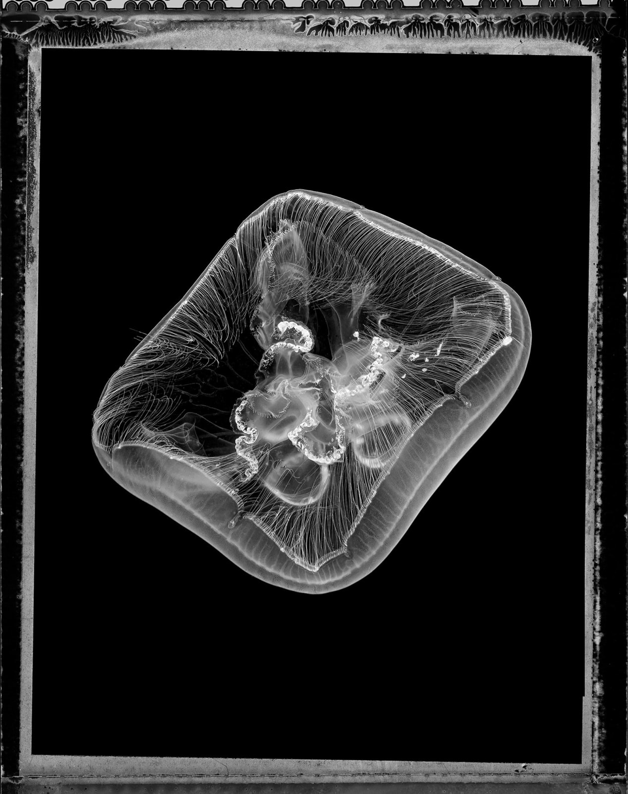 Jan C Schlegel, Aurelia coerulea, Plate II