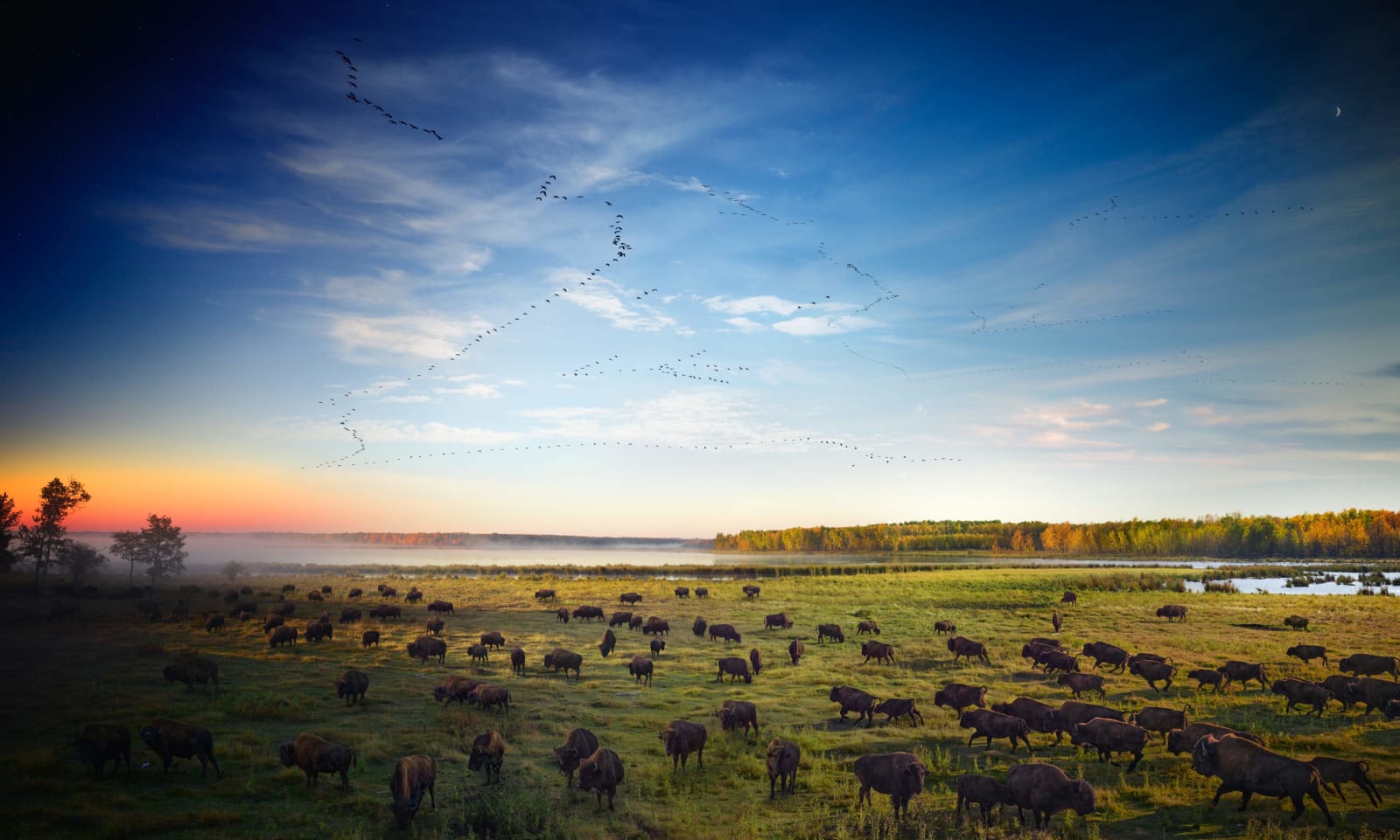 Stephen Wilkes photograph wood bison elk island buy at Gilman Contemporary