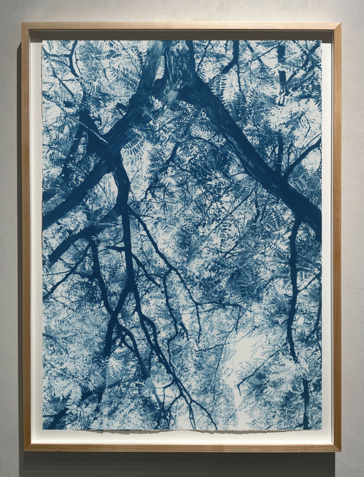 Cyanotype photograph by dora somosi from beneath tree blue and white