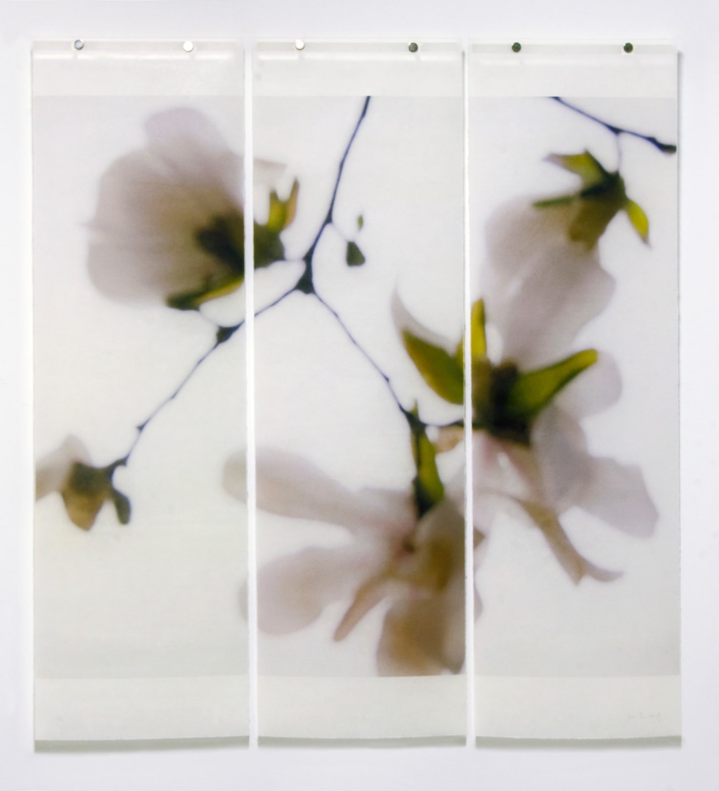 Jeri Eisenberg, Star Magnolia No. 8