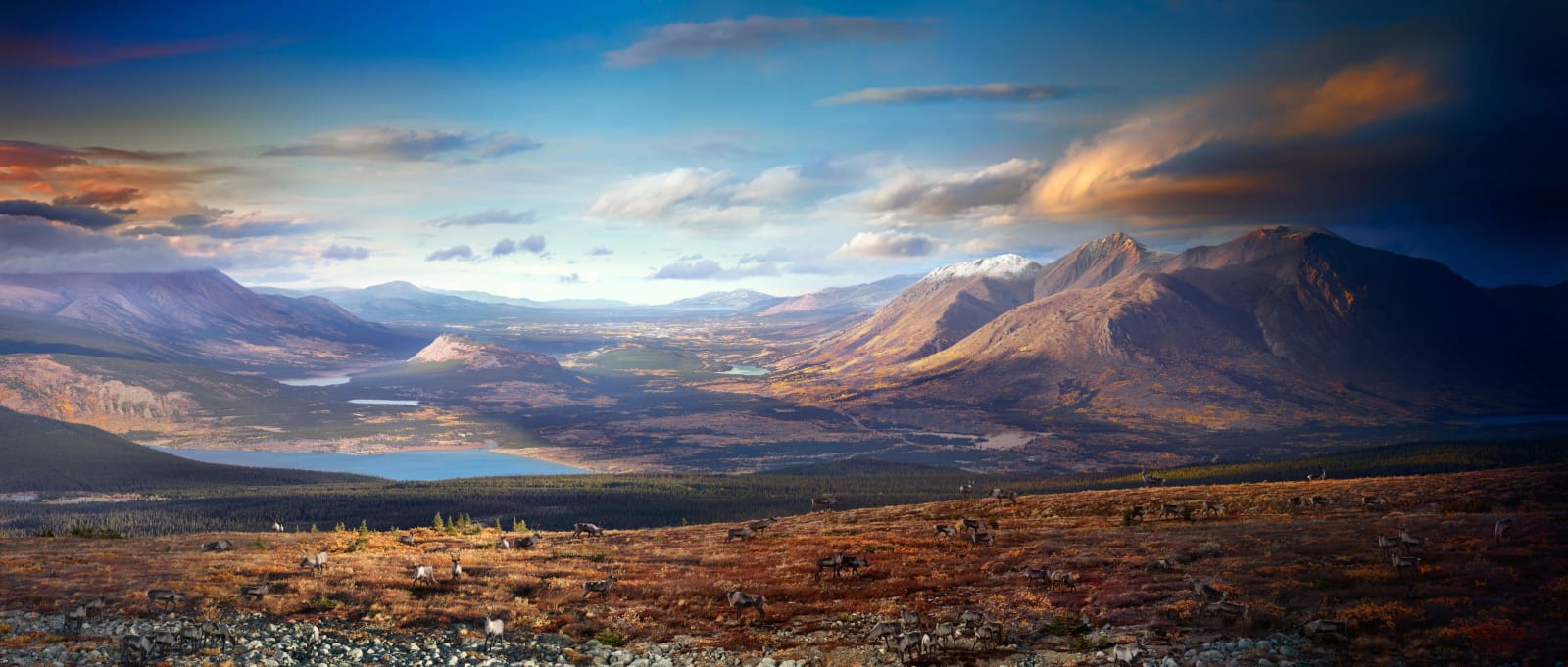 Stephen Wilkes photograph caribou in Canada purchase at Gilman Contemporary