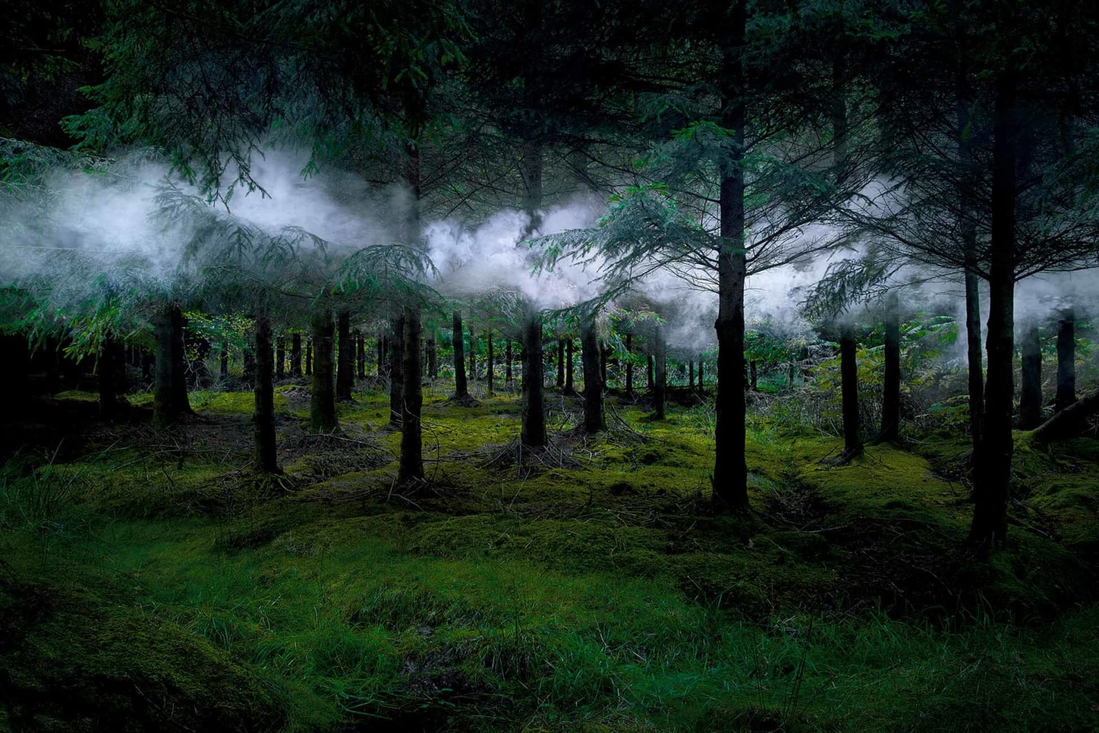 Ellie Davies English countryside Between the Trees series buy original works here Gilman Contemporary Sun Valley art gallery Idaho