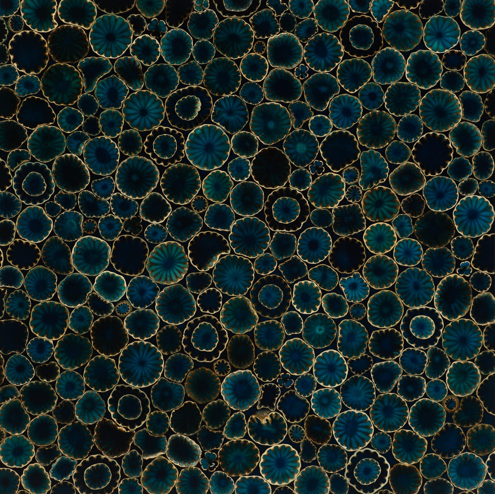 poppy pods encased in blue resin