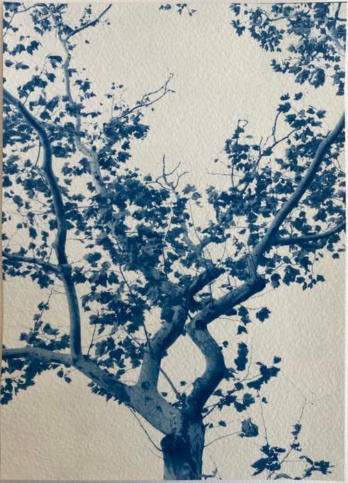 dora somosi tree photograph helen frankenthaler