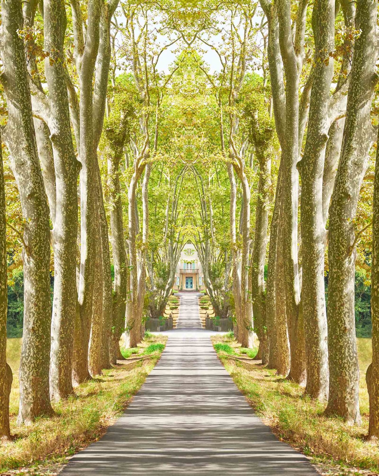 tree lined road to house in St Tropez photograph Laurie Victor Kay purchase here Gilman gallery Sun Valley contemporary art