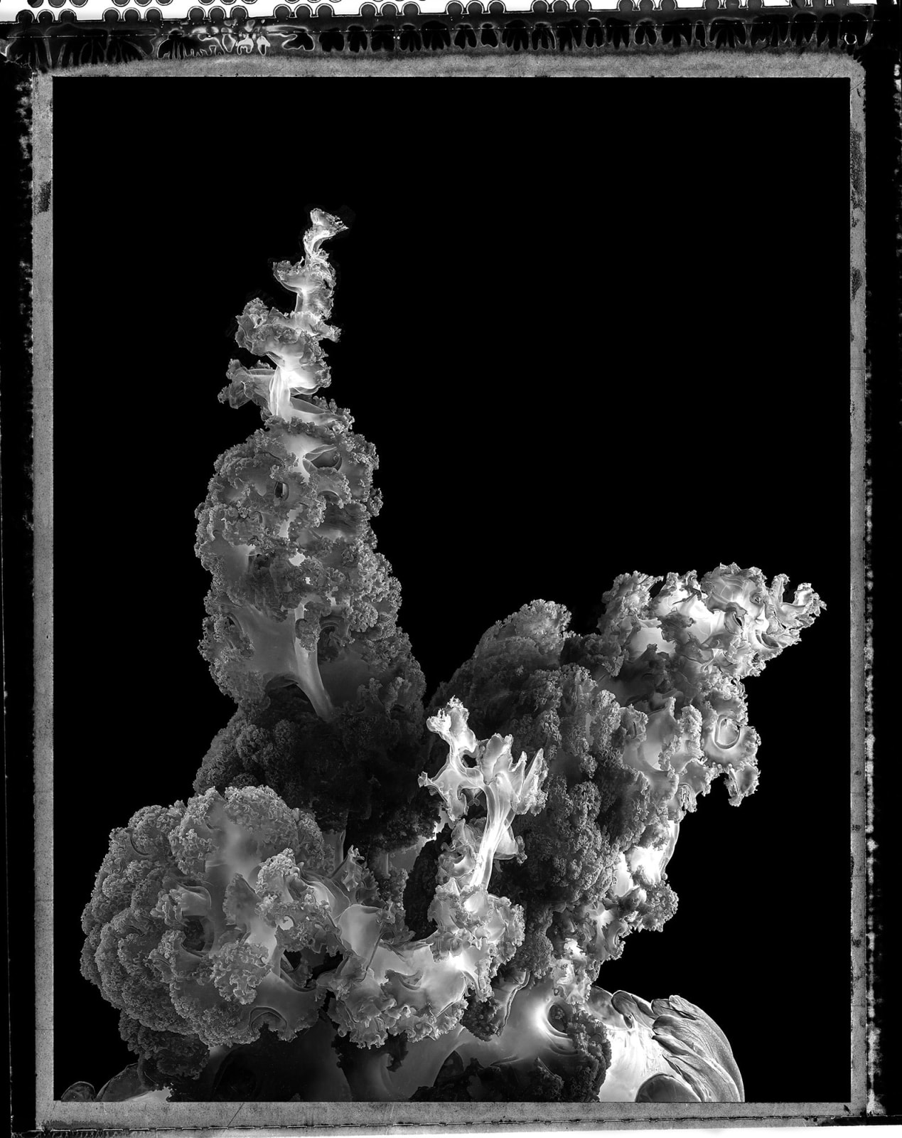 Jan C Schlegel, Chrysaora coloradan