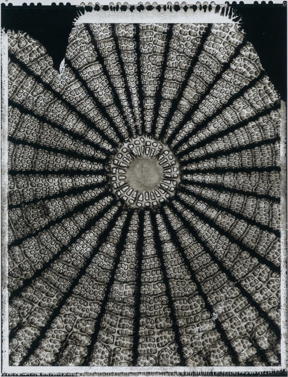 Handmade platinum print of Life on Earth by Jan C Schlegel of organism under microscope