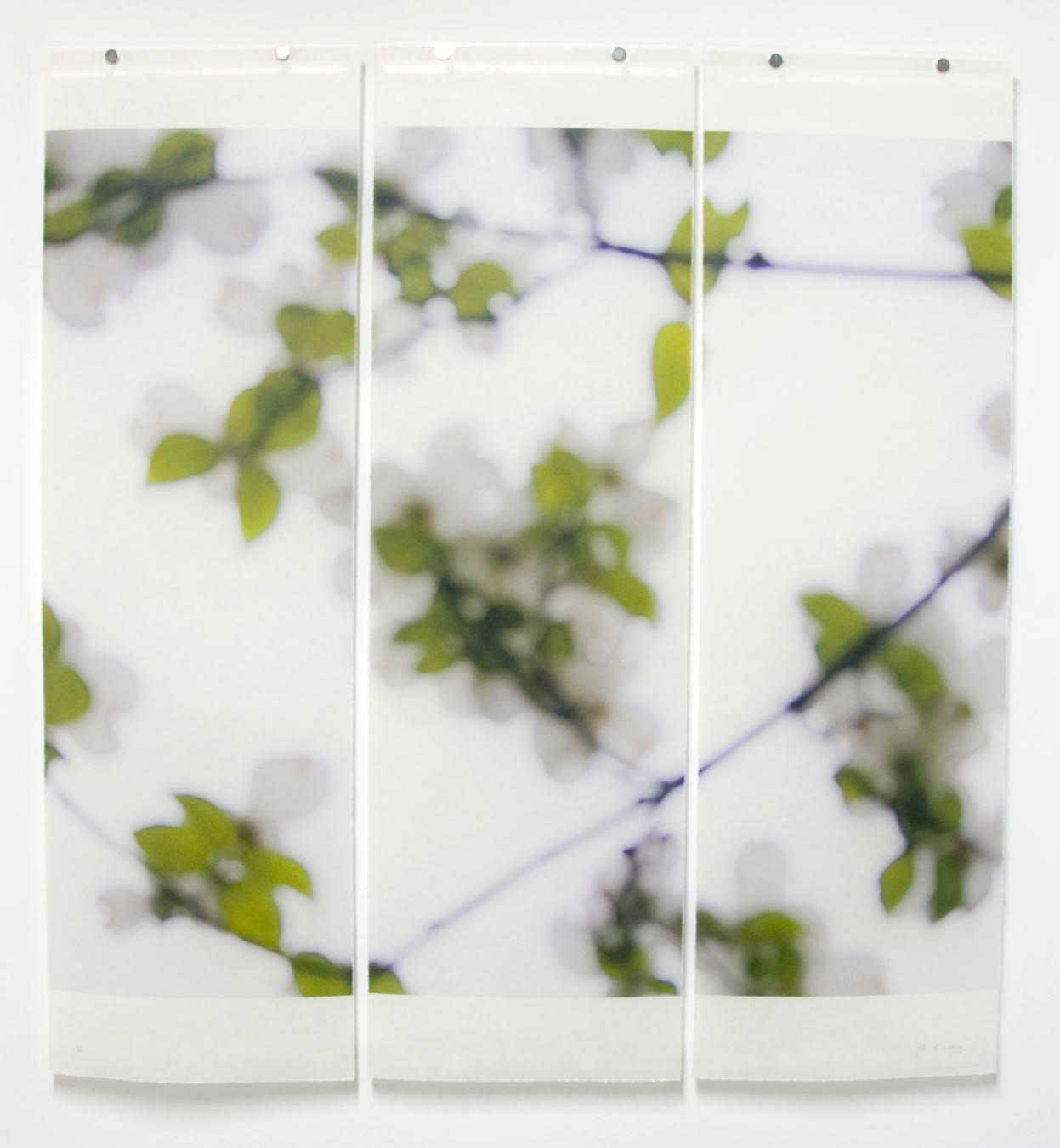 Jeri Eisenberg, Dogwood No. 2