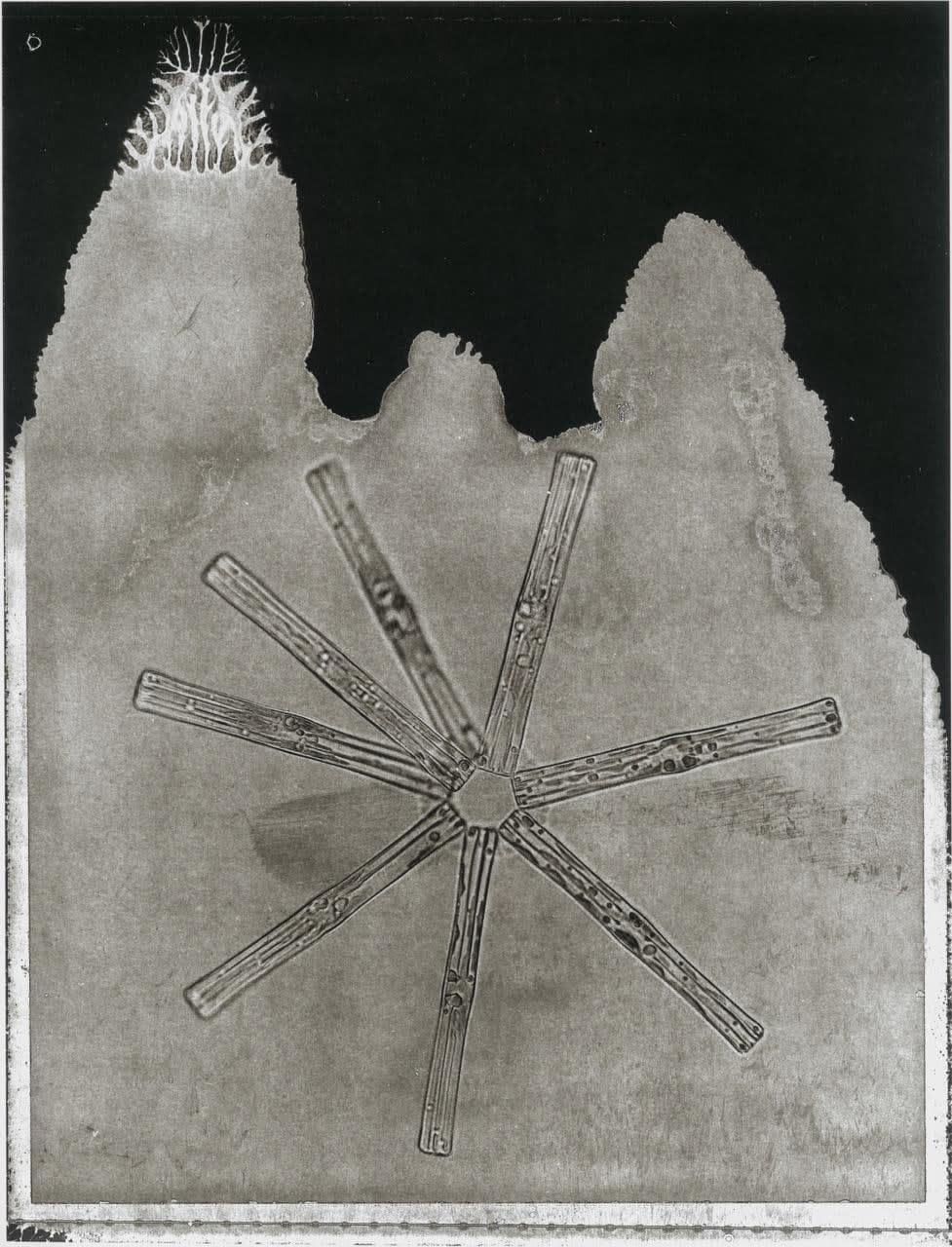 Handmade platinum print of Life on Earth by Jan C Schlegel of organism under microscope