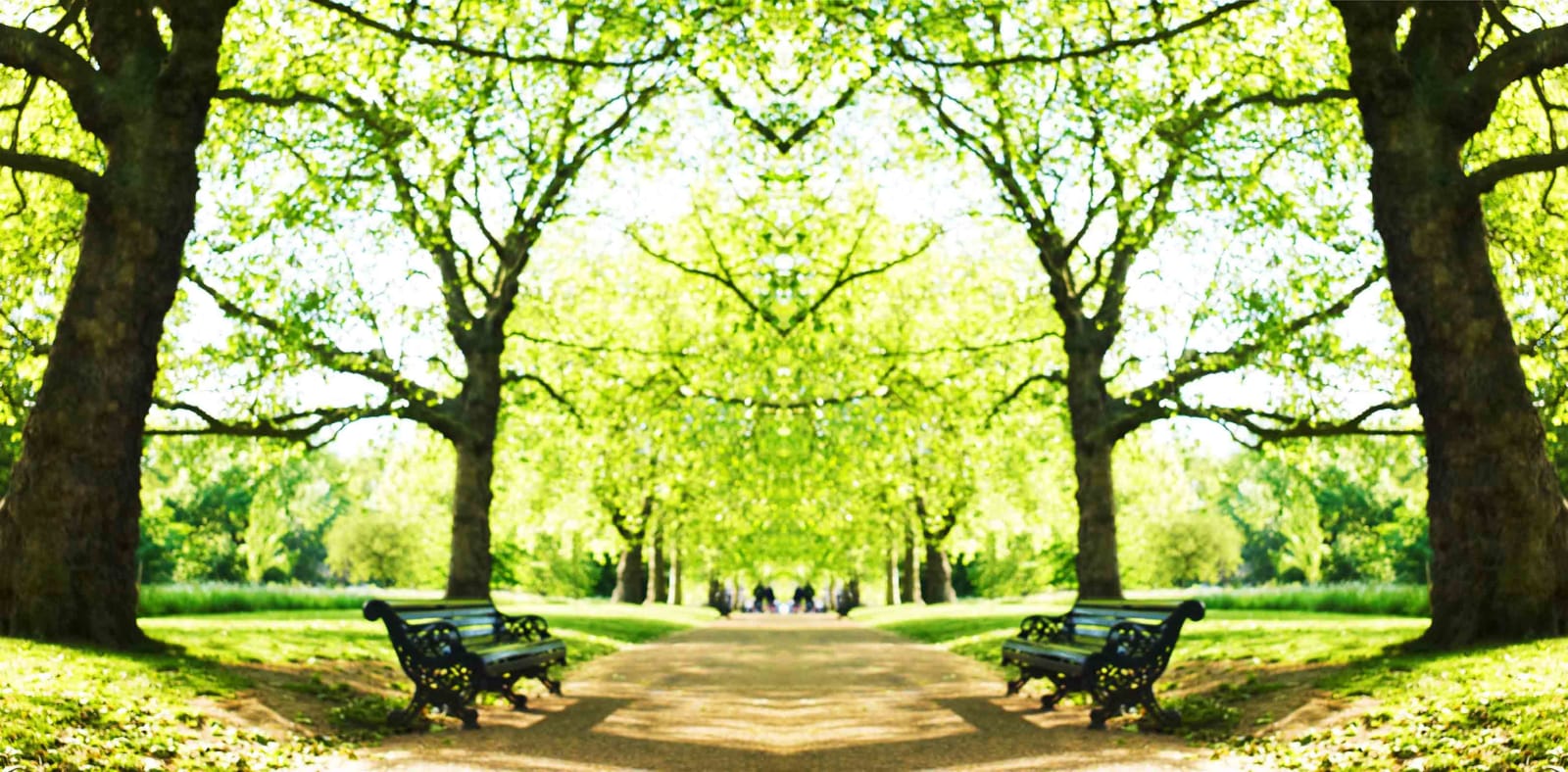 Photograph London trees Laurie Victor Kay buy work here