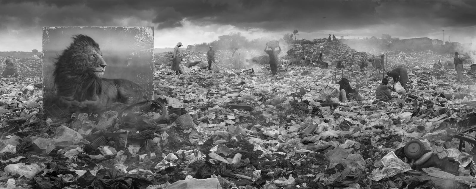 African lion photograph Nick Brandt Inherit the dust buy here Gilman Contemporary Sun Valley art gallery