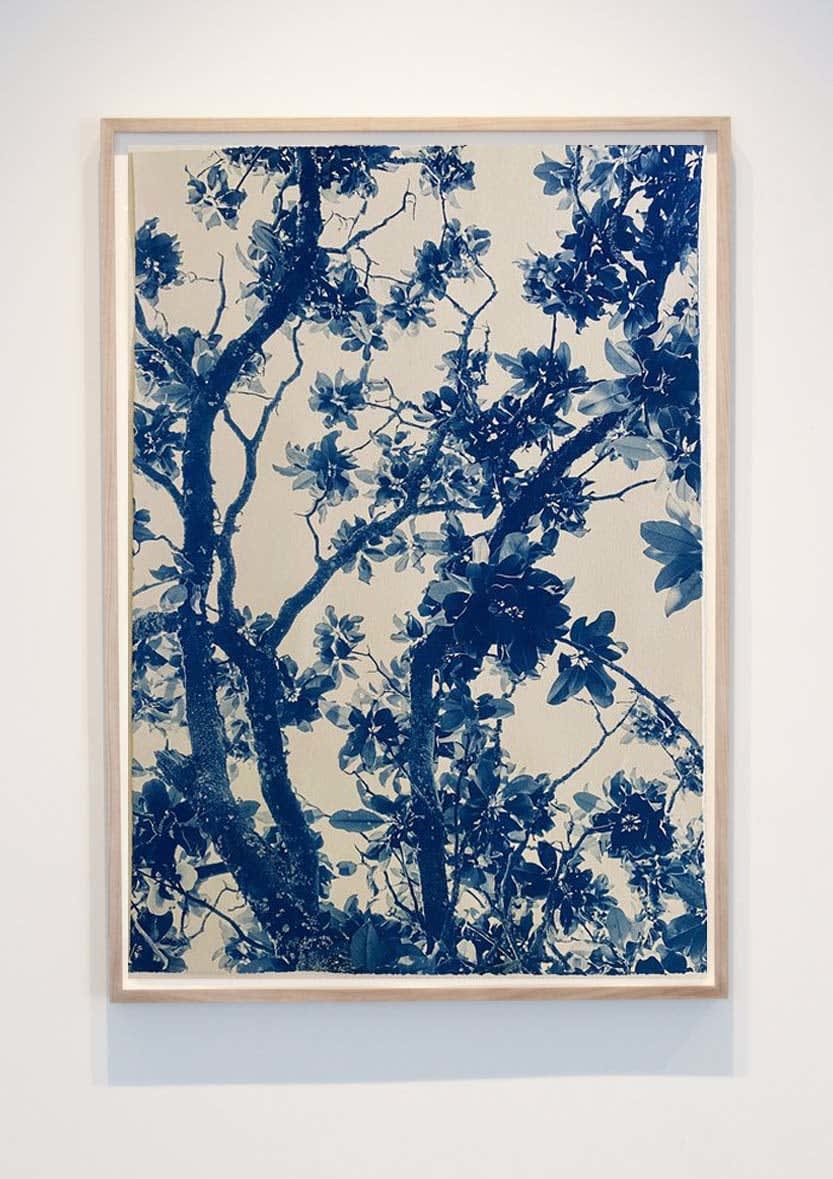 Dora somosi cyanotype tree photograph imogen cunningham