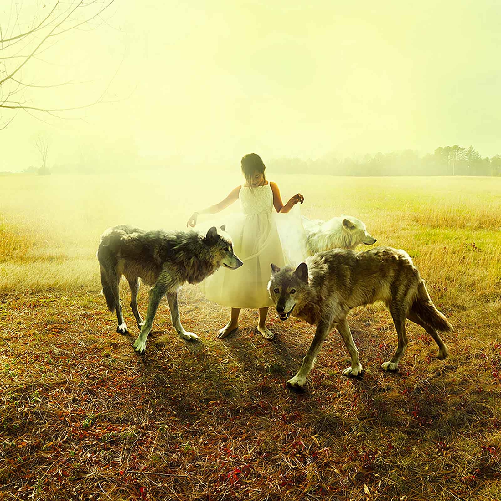 Tom Chambers girl with wolves buy print here Gilman Contemporary Sun valley art gallery
