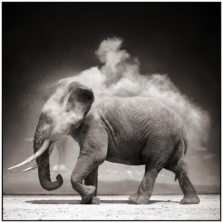 Nick Brandt Elephant in exploding dust
