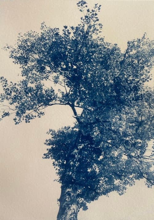 Dora Somosi, NY artist, Contemporary Cyanotypes