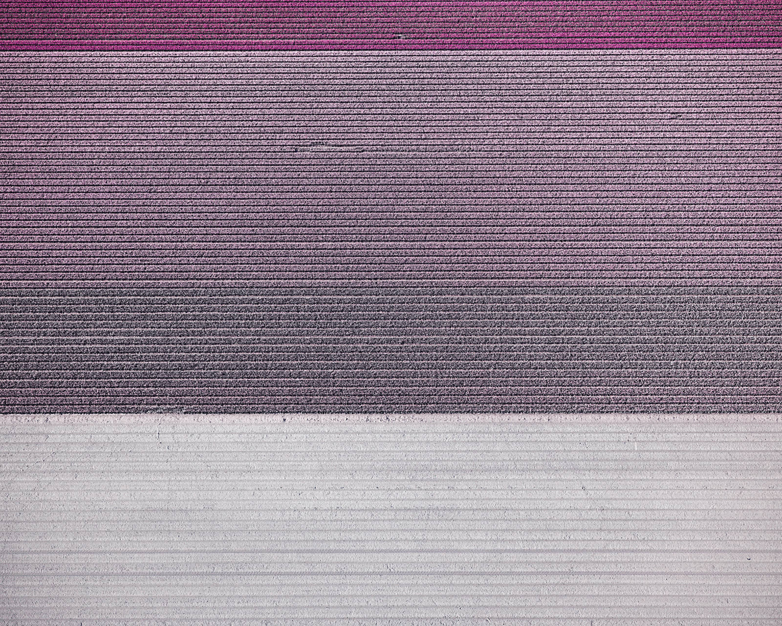 David Burdeny photograph aerial tulip field purple