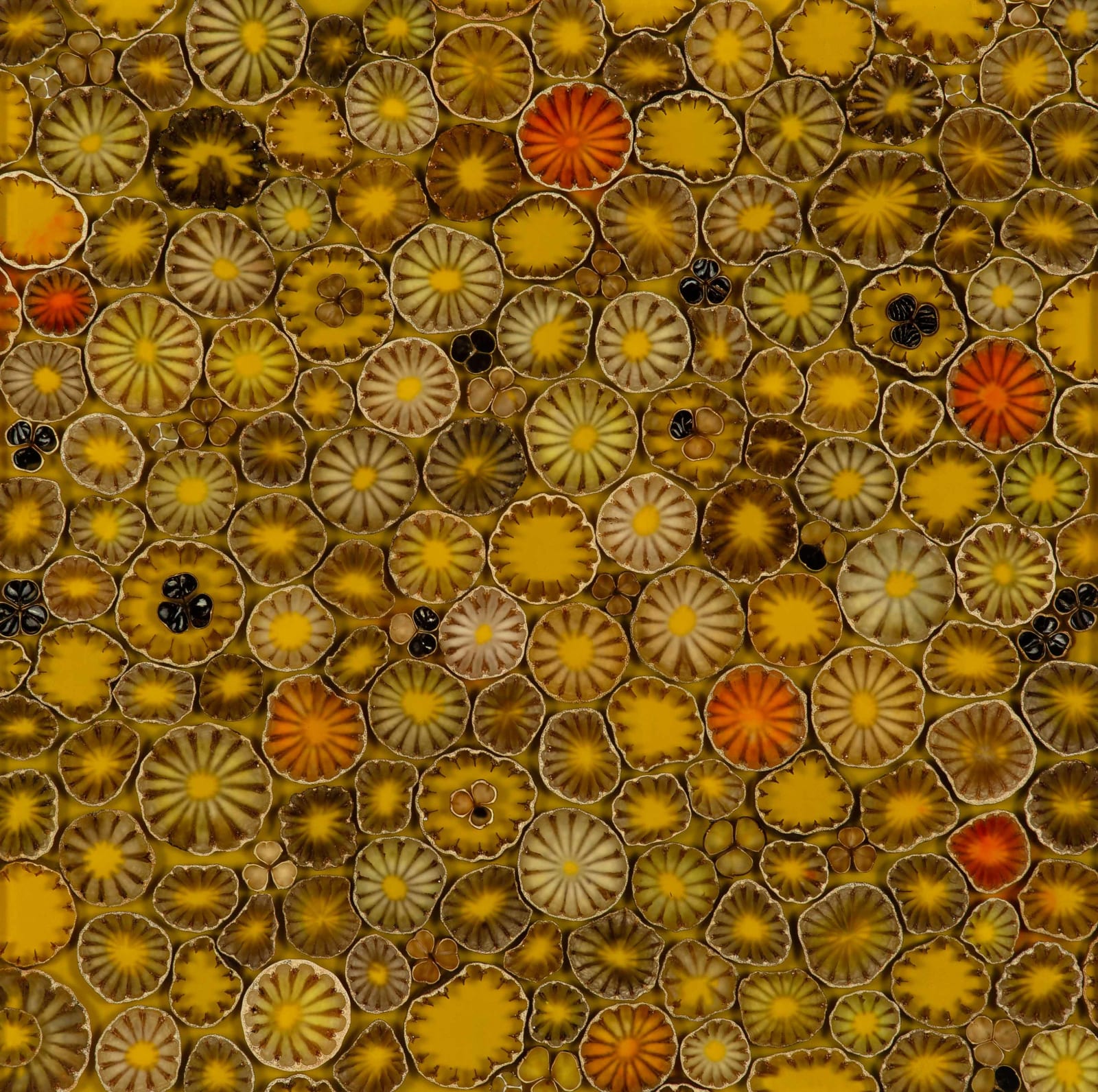 mayme kratz poppy pods in resin sun valley gilman contemporary