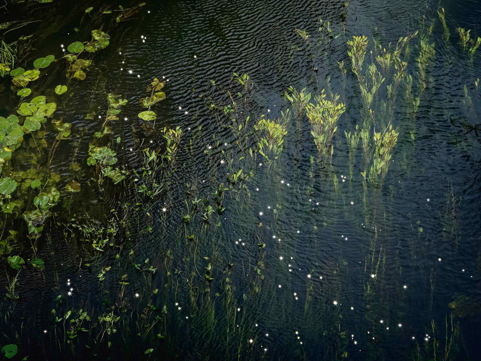 Ellie Davies photography Chalk stream with sunlight reflections buy here Gilman Contemporary Sun Valley art gallery ID