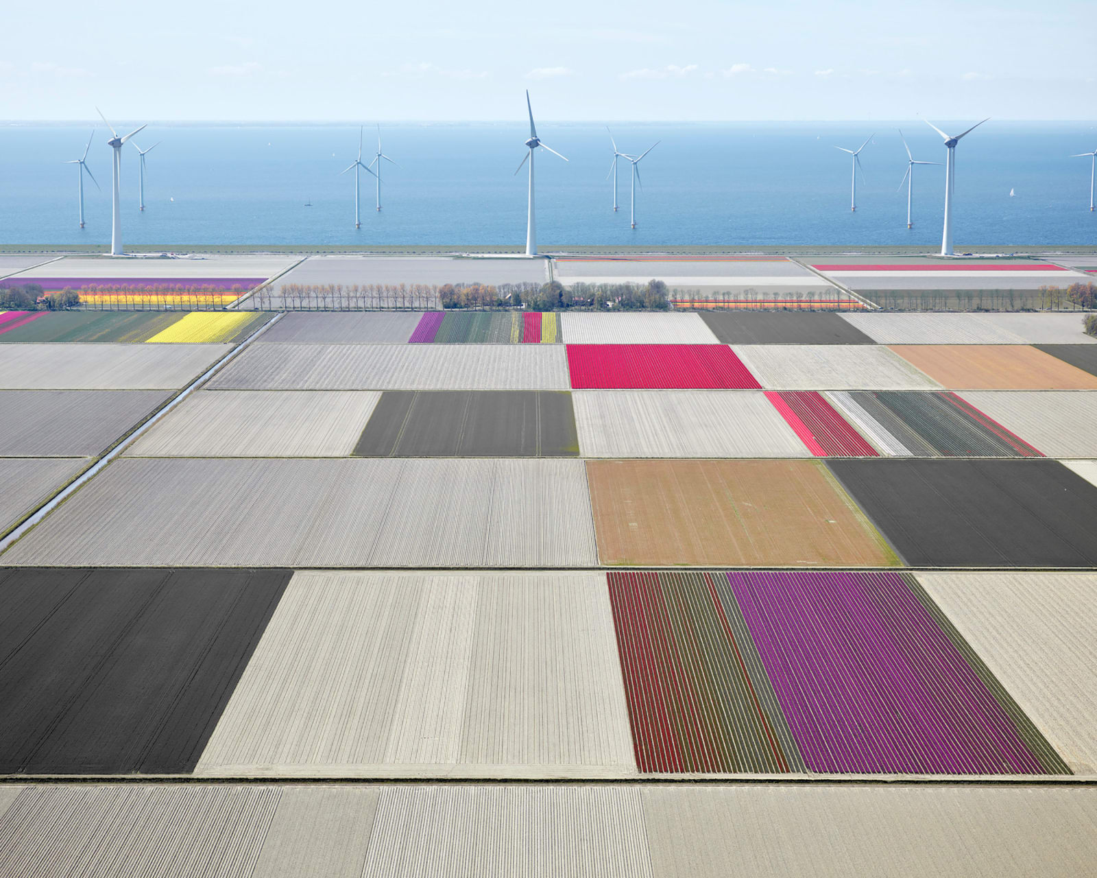 David Burdeny photograph aerial tulip field with wind turbine
