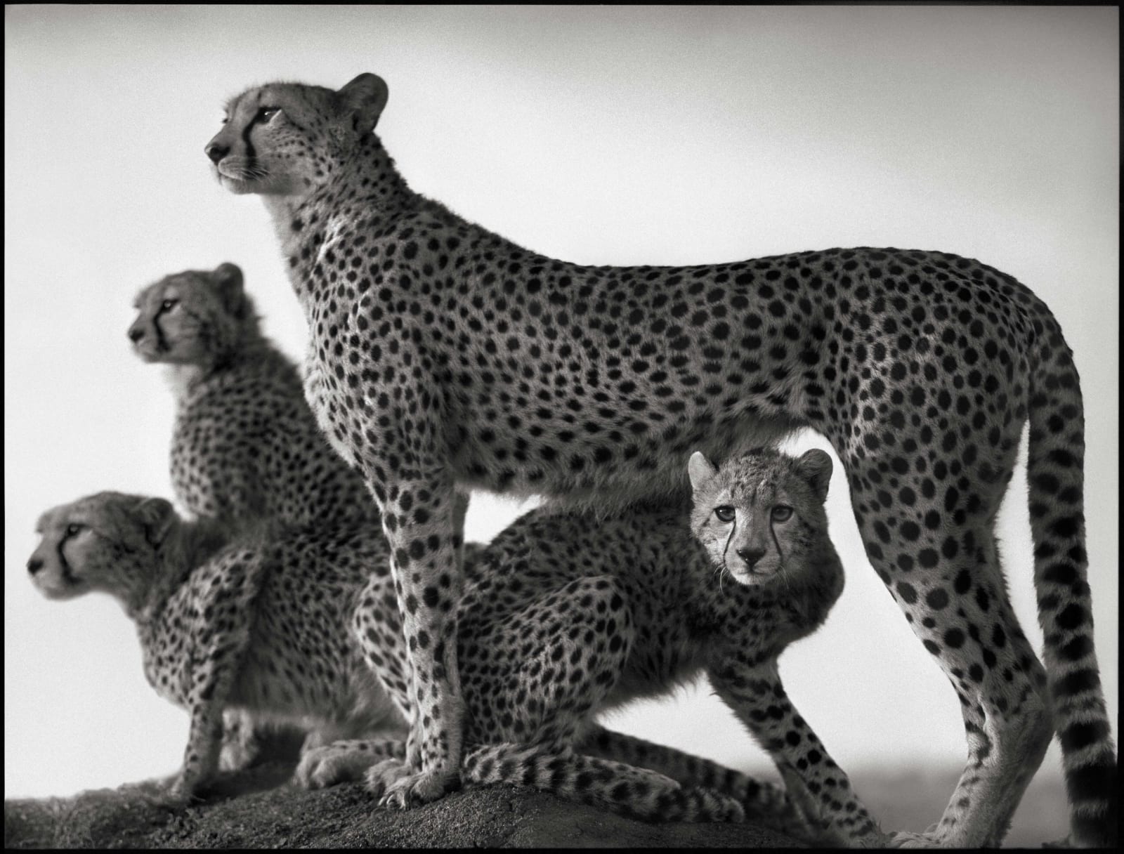Nick Brandt, Cheetah and Cubs, Maasai Mara, 2003