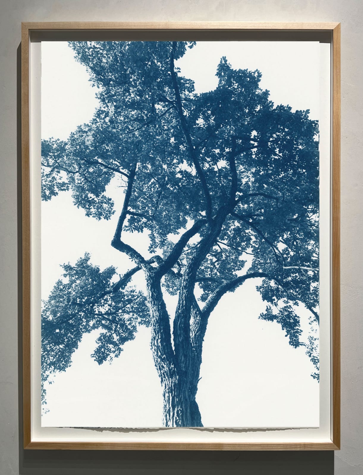 dora somosi tree photograph cyanotype louisa may alcott