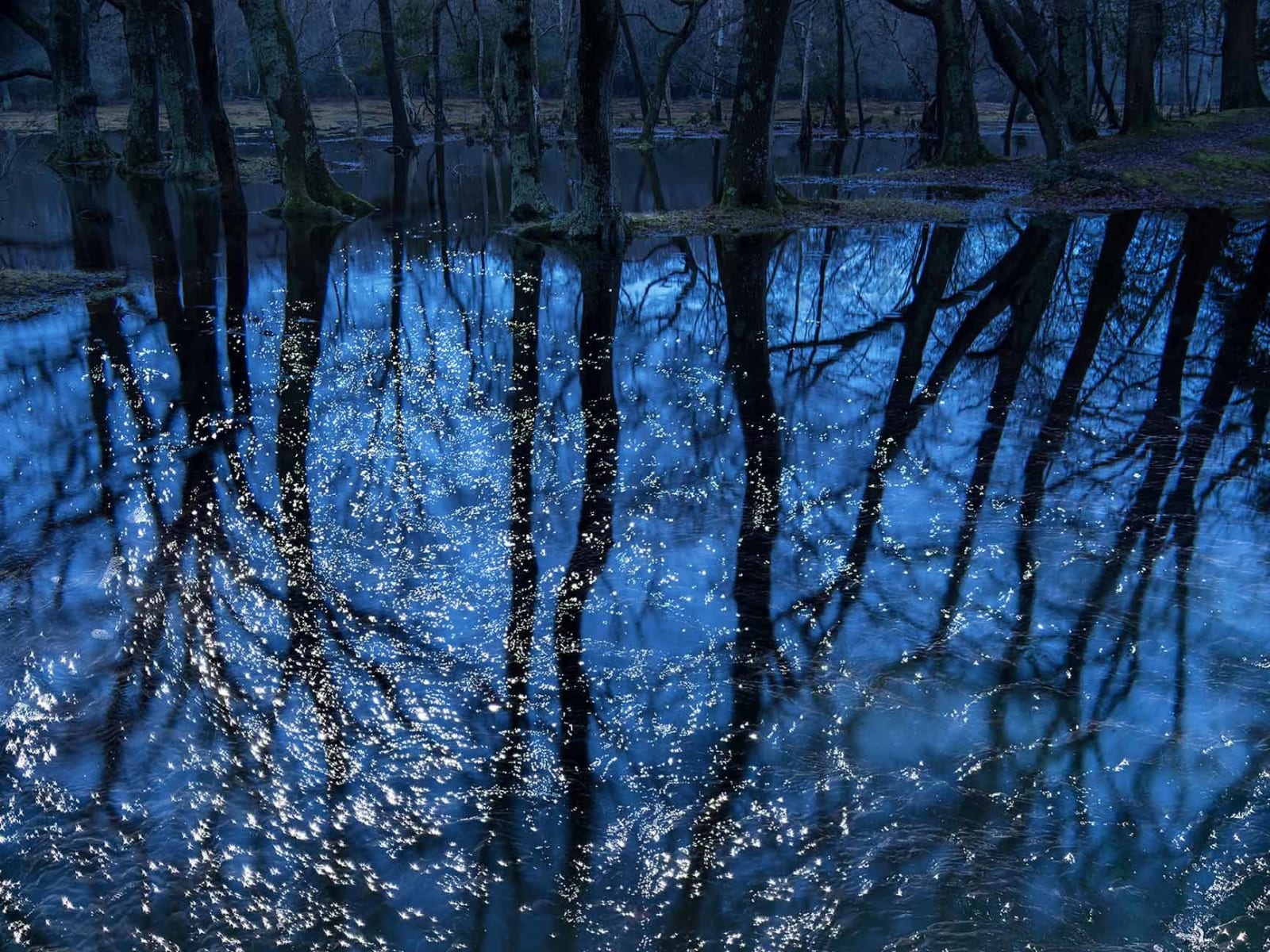 Ellie Davies photography Seascapes series trees reflecting in water English countryside buy here Gilman gallery Sun Valley contemporary art