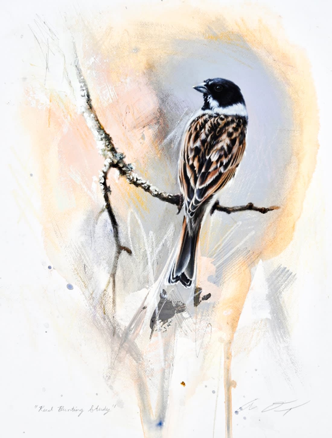 Andrew Denman, Reed Bunting Study