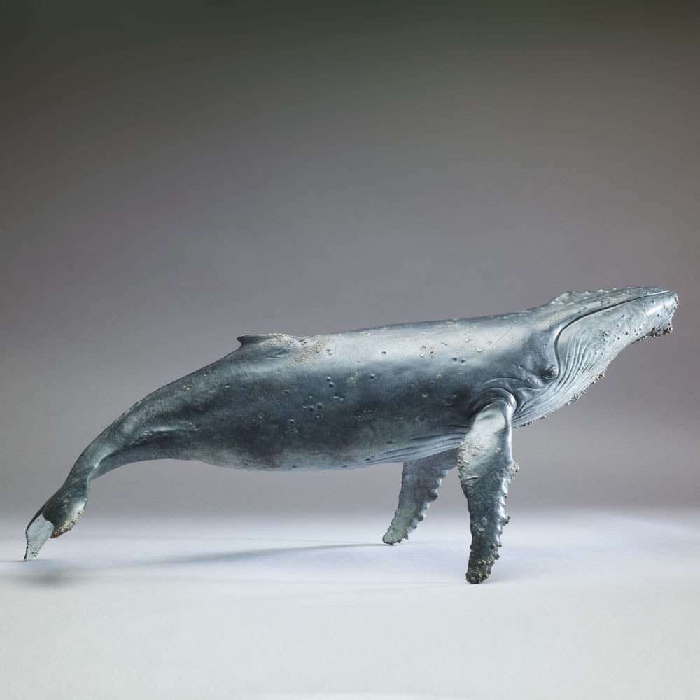 Nick Bibby, Humpback Whale