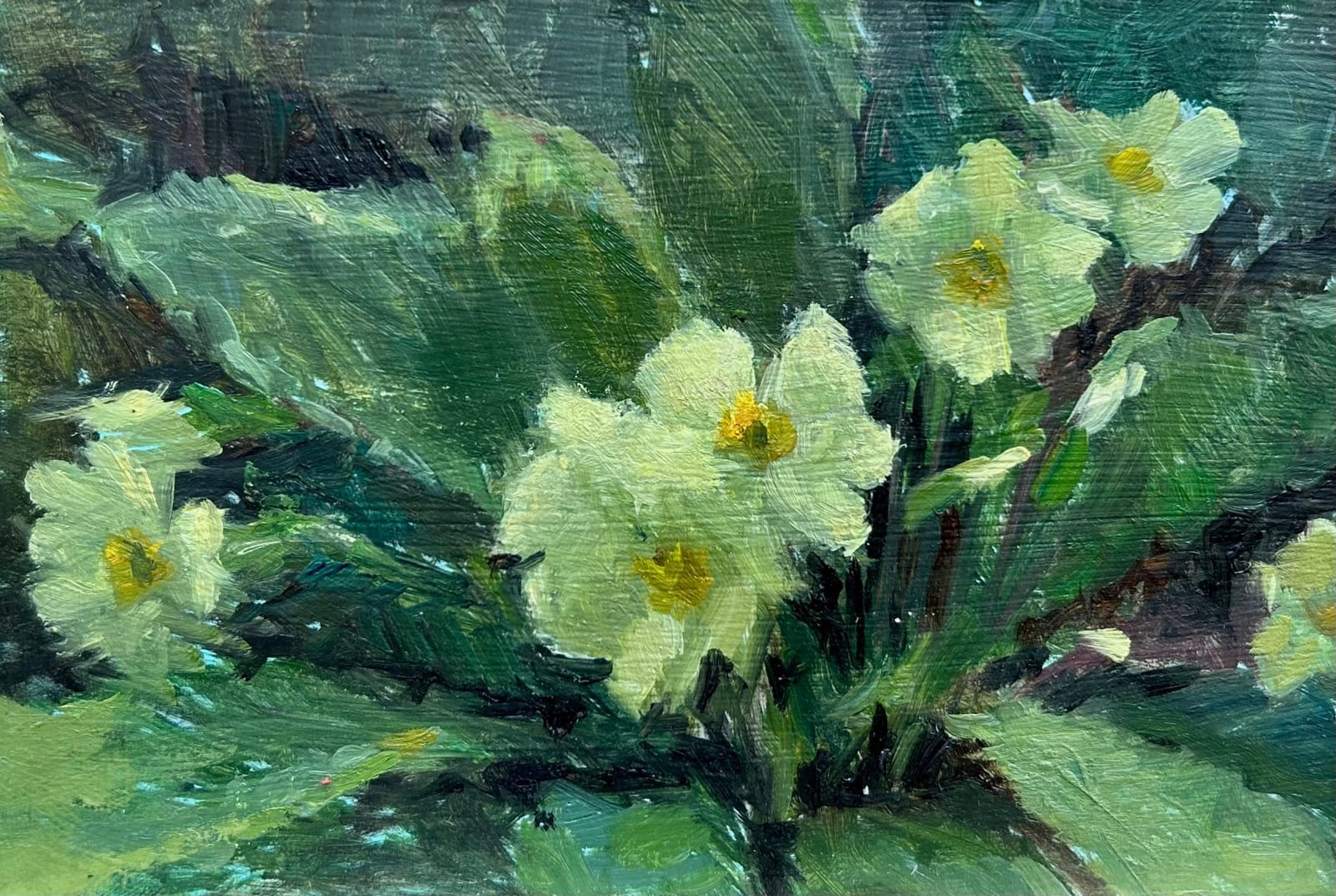 Ollie Tuck, March Primroses