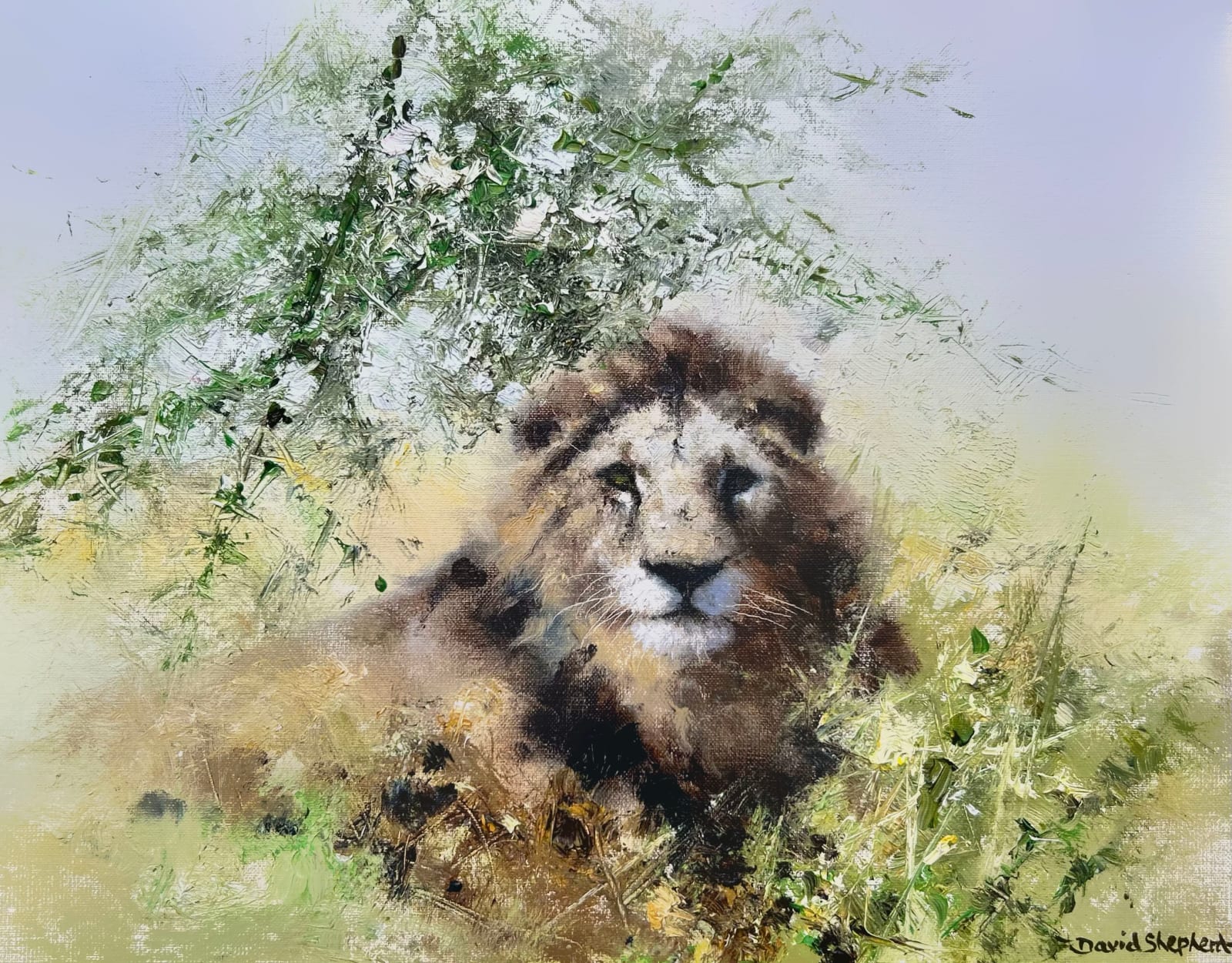 David Shepherd, Lion
