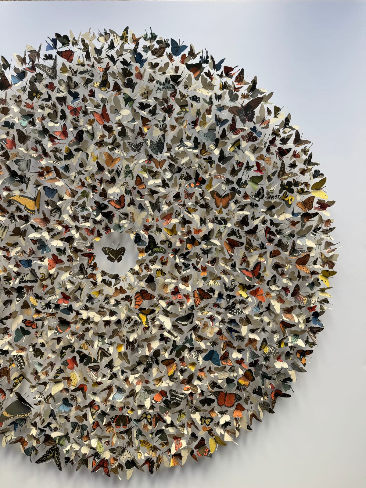 Rebecca J Coles, Icontype VI