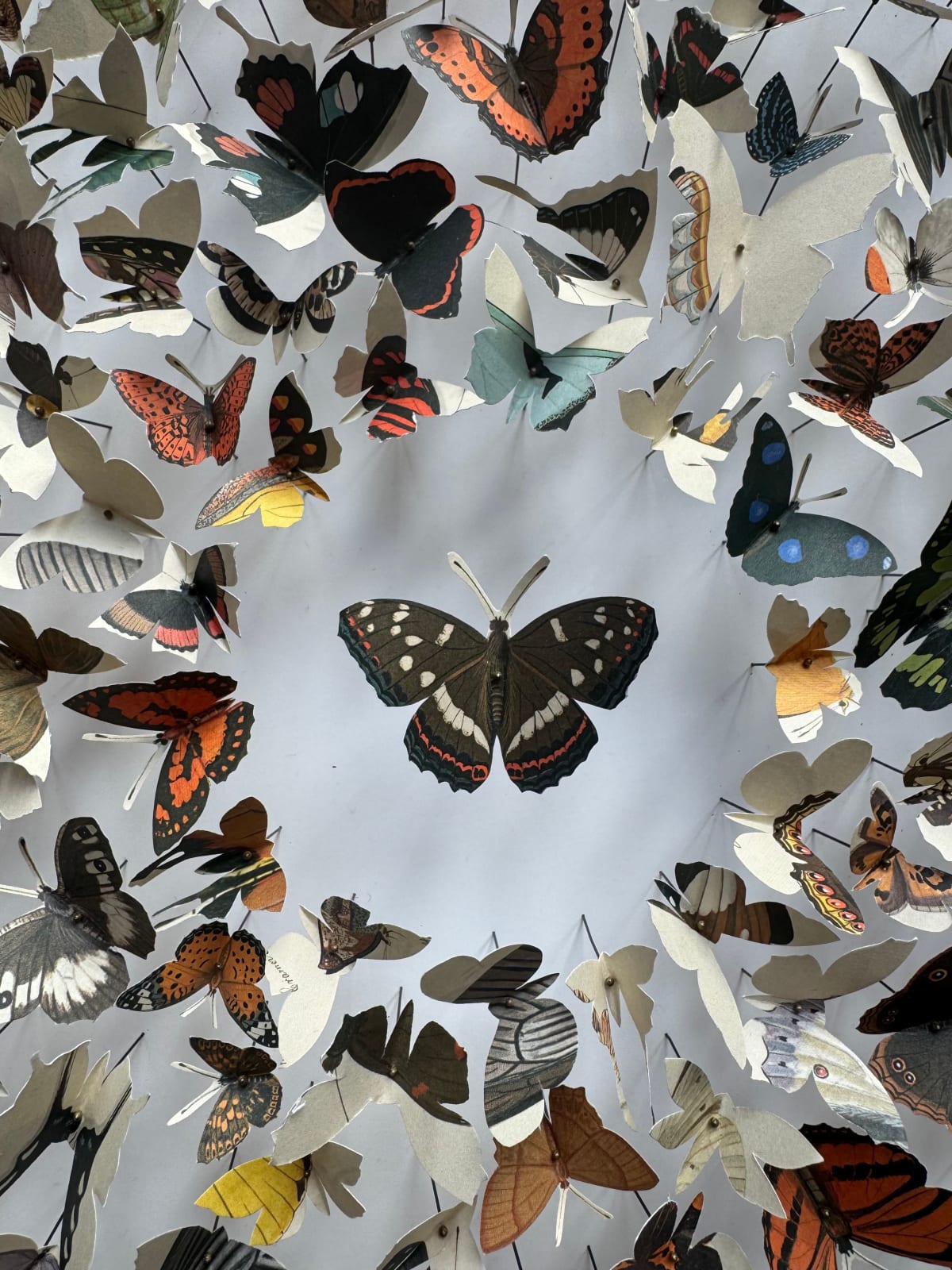 Rebecca J Coles, Icontype VI