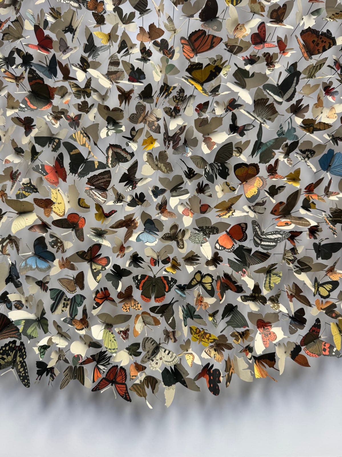 Rebecca J Coles, Icontype VI