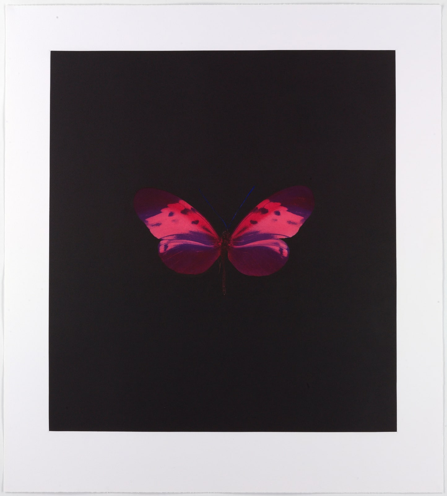 Damien Hirst, Memento 4, 2008