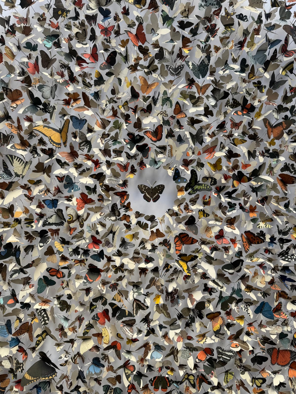 Rebecca J Coles, Icontype VI