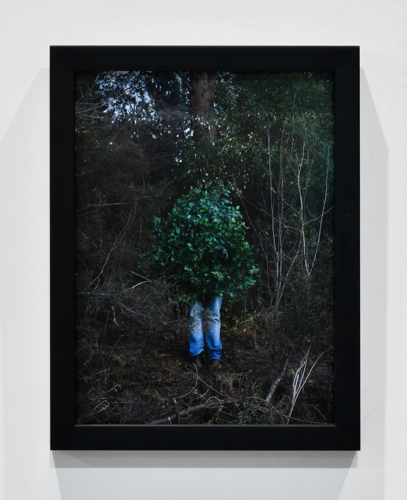 Steve Carr, Standing Bush 4, 2025