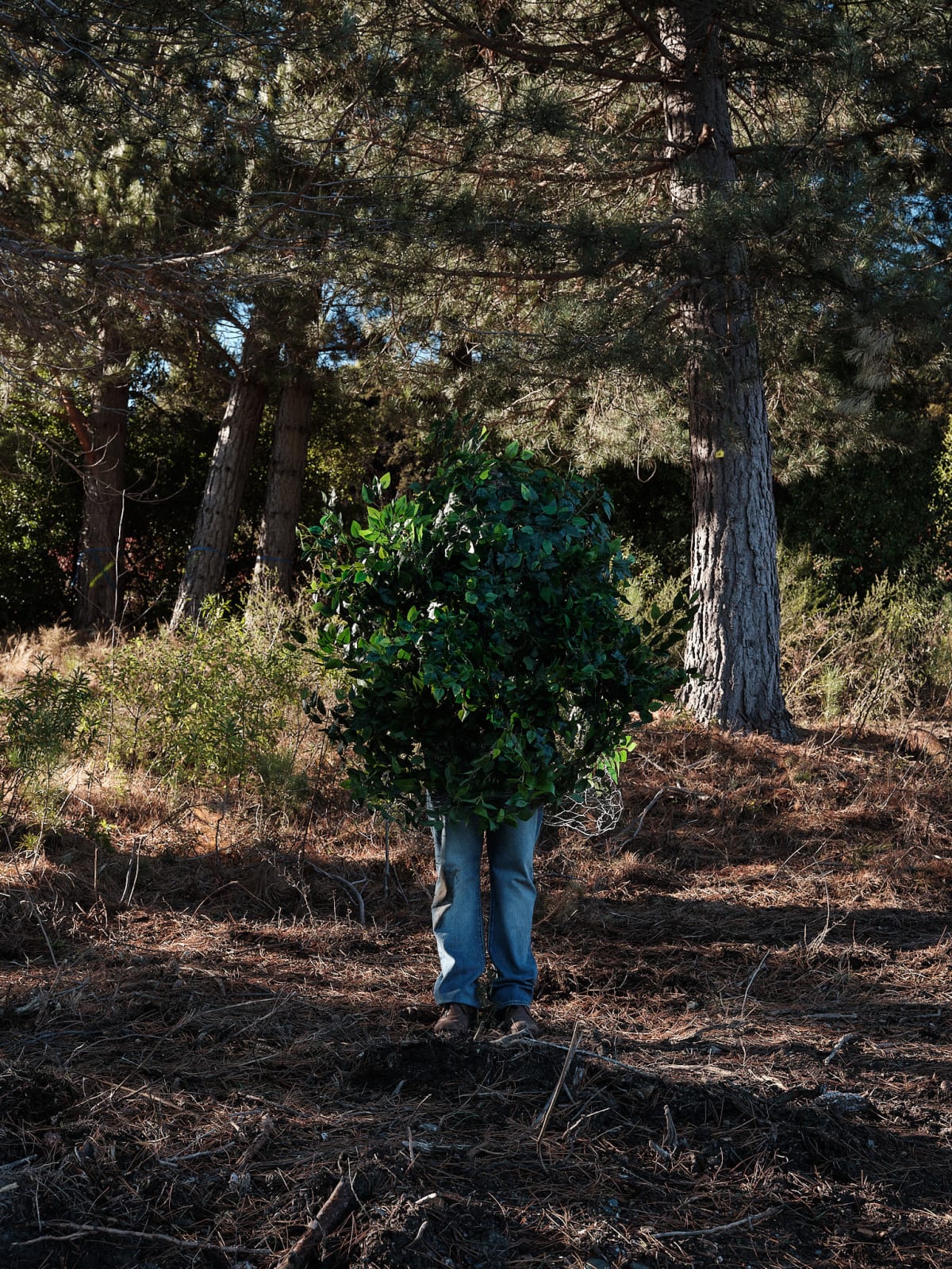 Steve Carr, Standing Bush 6, 2025