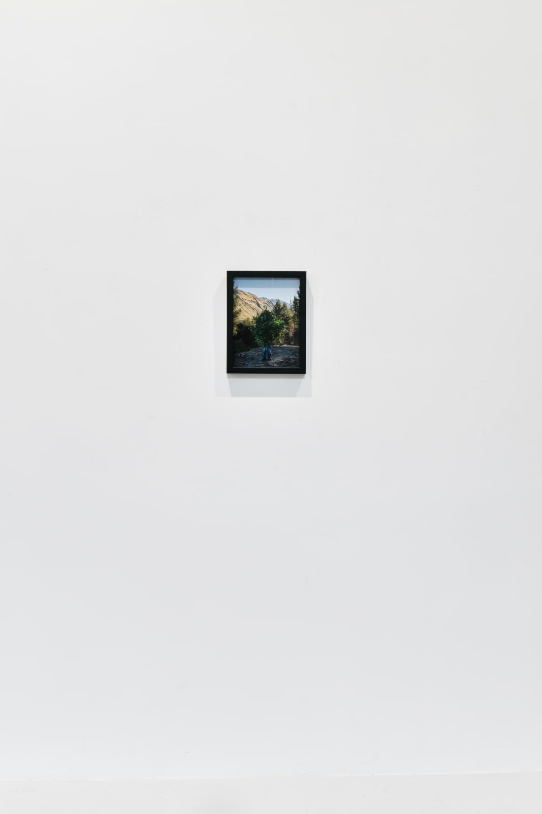 Steve Carr, Standing Bush 3, 2025