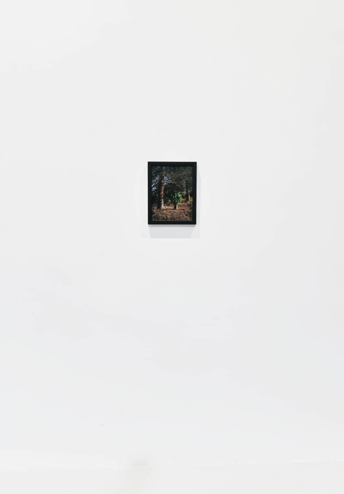 Steve Carr, Standing Bush 1, 2025