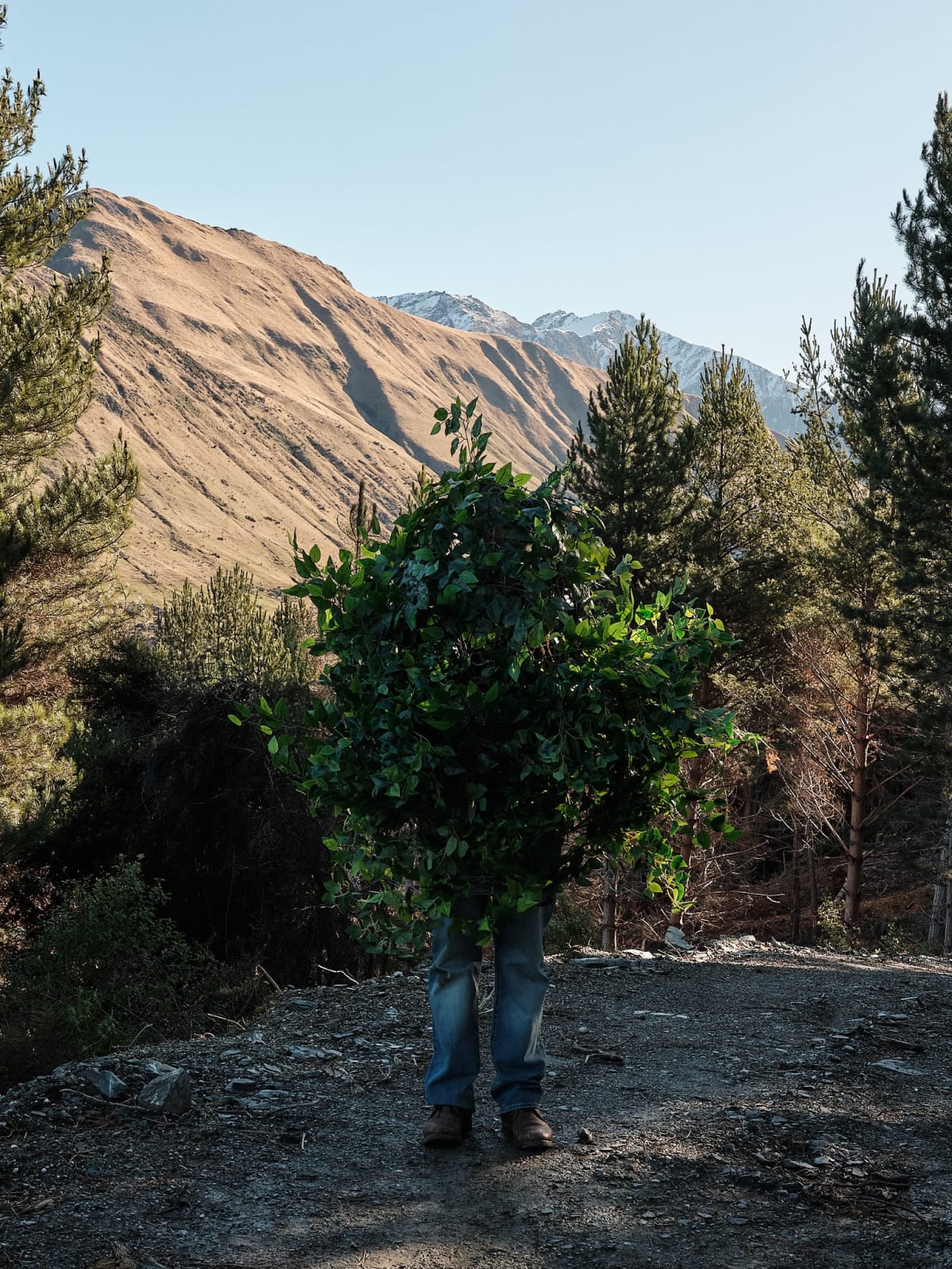Steve Carr, Standing Bush 3, 2025