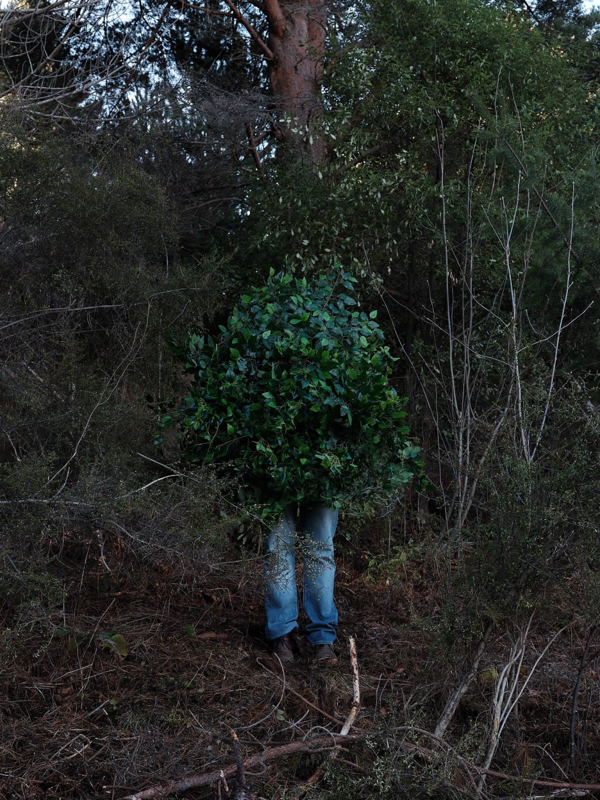 Steve Carr, Standing Bush 4, 2025