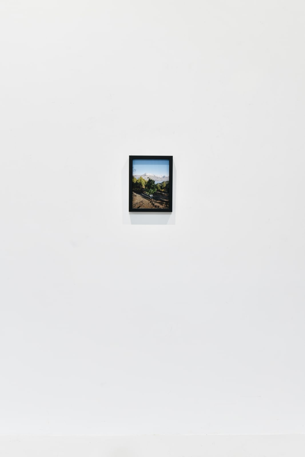 Steve Carr, Standing Bush 2, 2025
