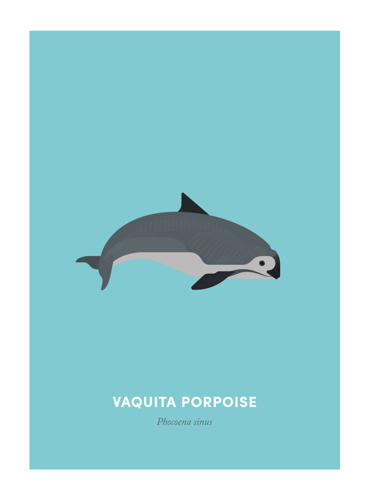 Under the Skin, Vaquita Porpoise, 2018
