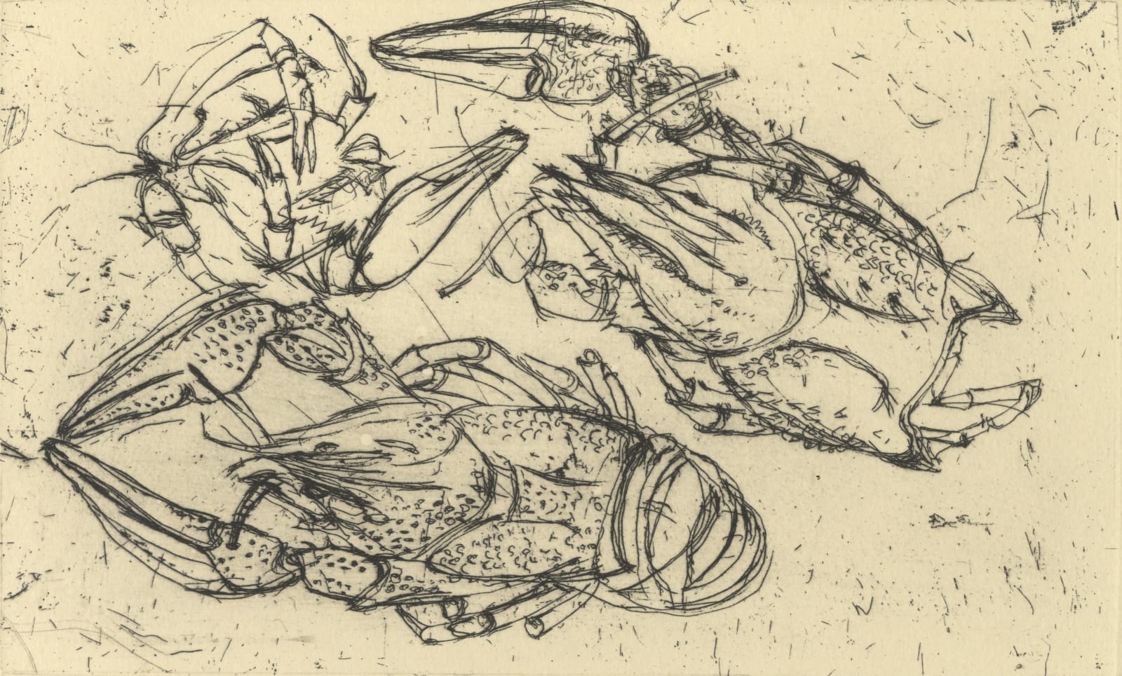 Elizabeth Blackadder, Munida Rugosa, 2013