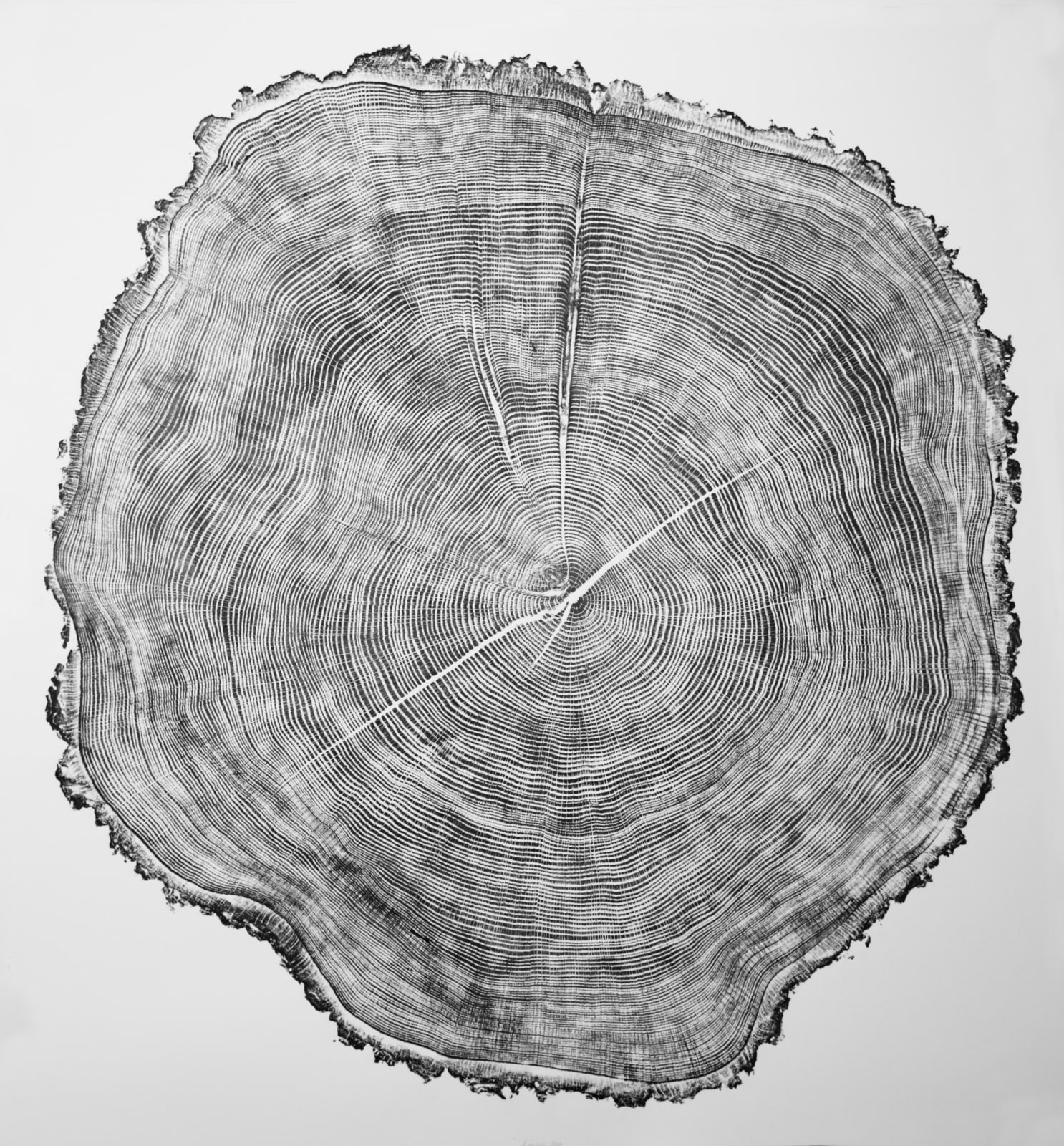 Alan Cameron, Éowyn Oak, 2025