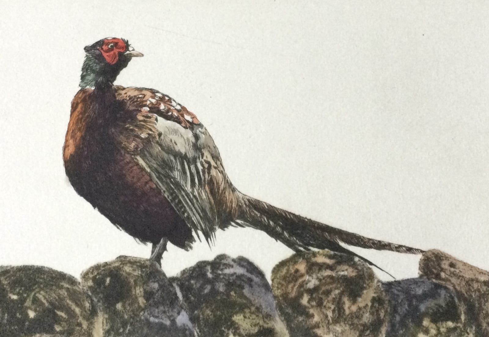 Gregory Moore, Pheasant, 2020